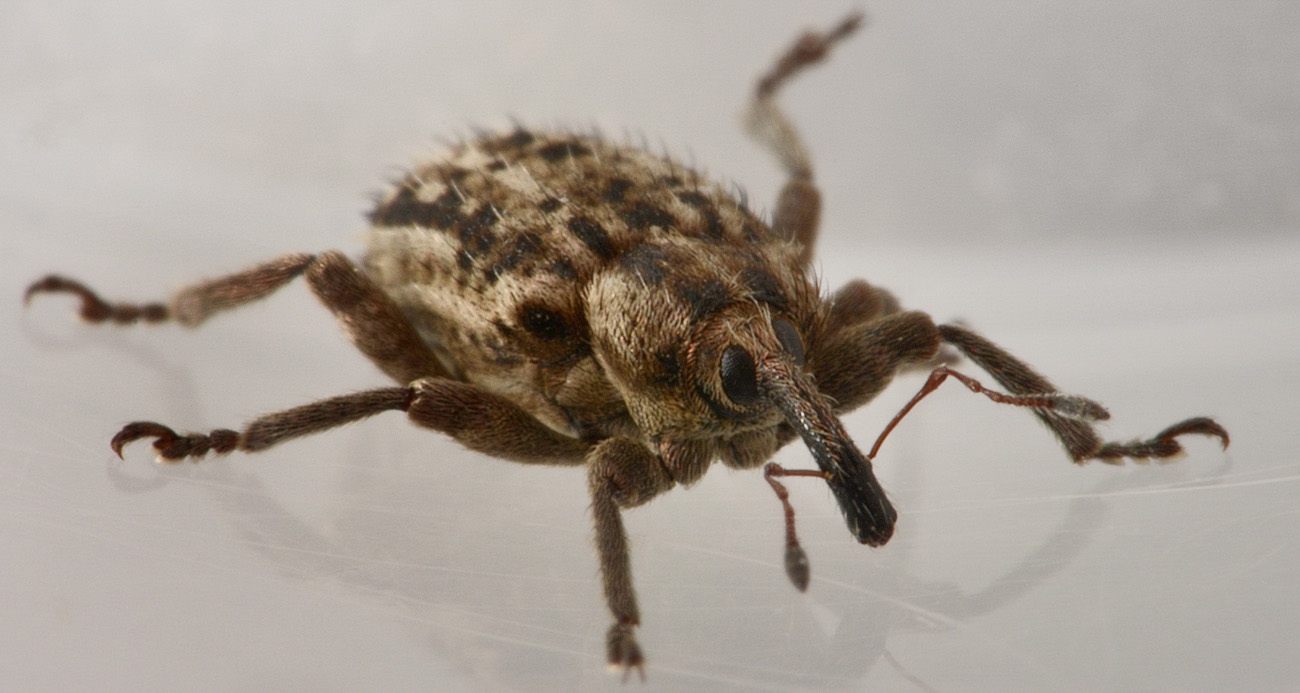 Curculionidae:  Hypera sp?    S, Hypera (Tigrinellus) pastinacae